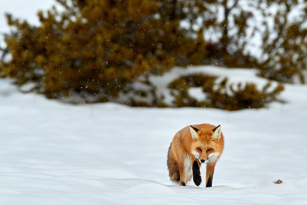 Winter Hunt von Peter Hudson