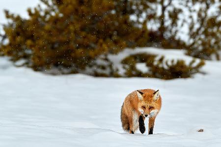 Winter Hunt