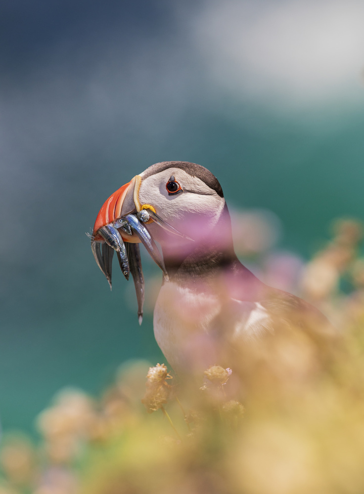 Atlantic Puffin von Peter Krocka