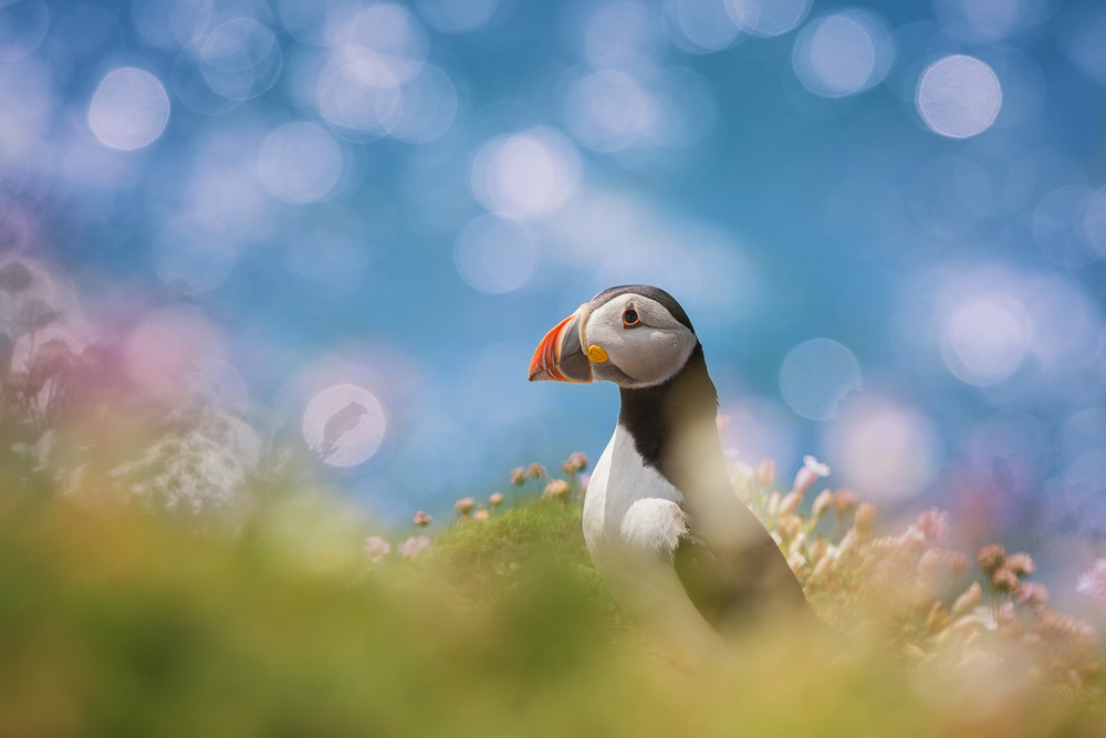 Atlantic Puffin von Peter Krocka