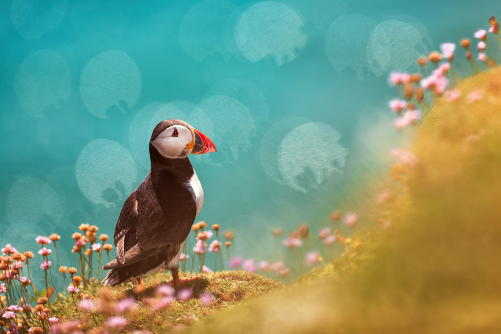 Atlantic puffin (Fratercula arctica) von Peter Krocka