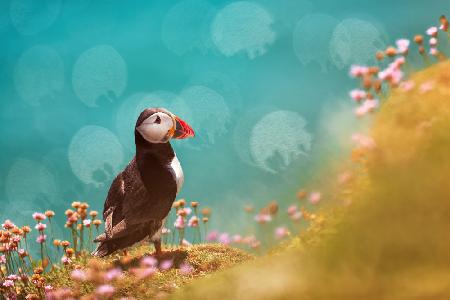 Atlantic puffin (Fratercula arctica)