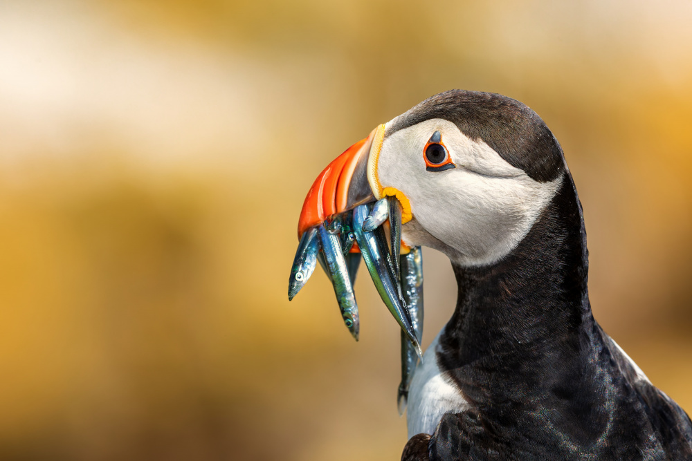 Saltee Islands - Atlantic Puffin von Peter Krocka