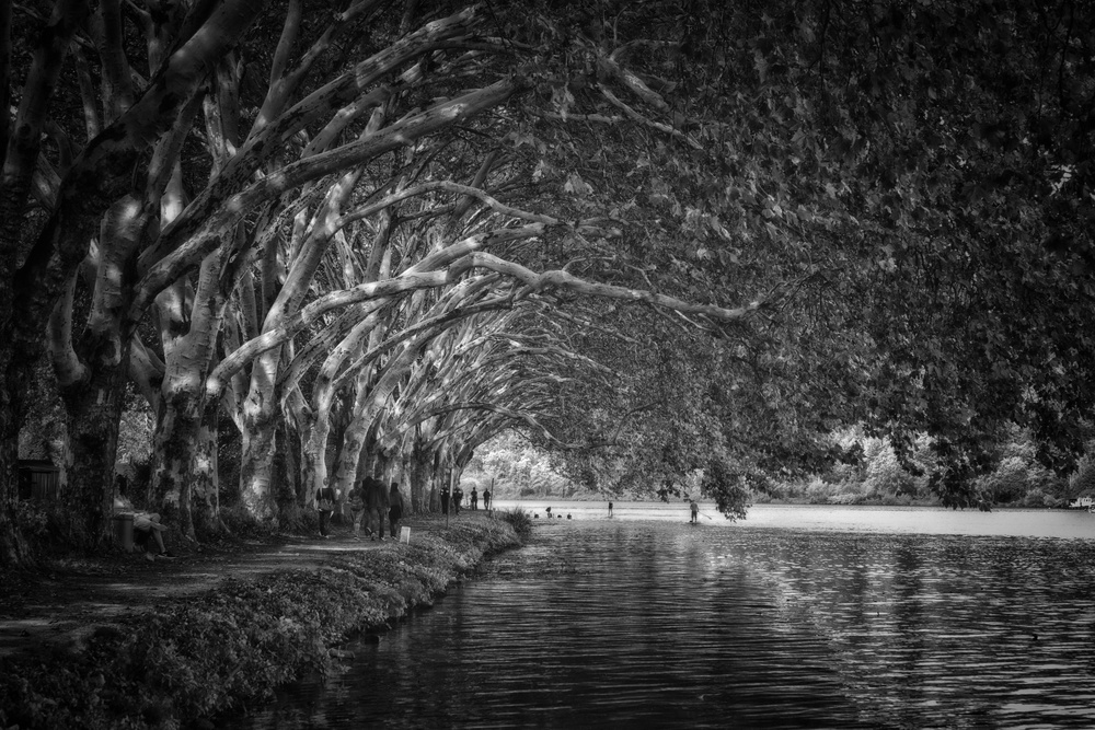 Overhanging trees von Peter Pfeiffer