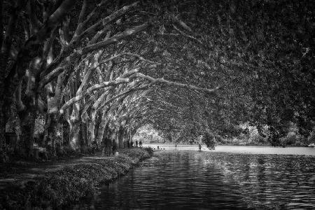 Overhanging trees