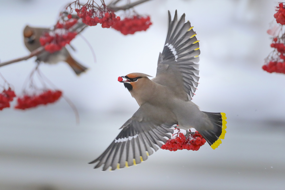 Bohemian waxwings von Peter Stahl