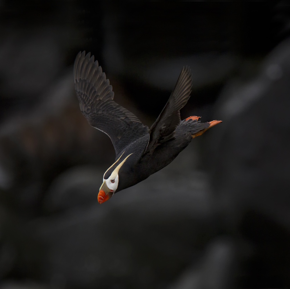 Tufted Puffin von Peter Stahl