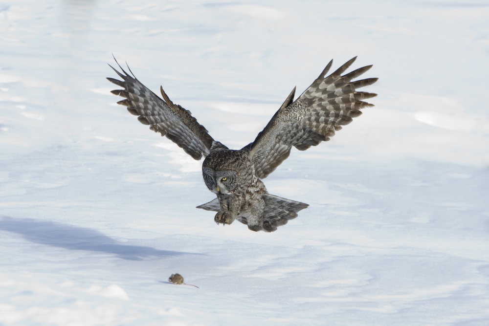 Danger from above von Peter Stahl