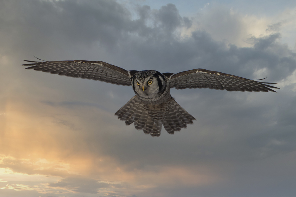 Sky Patrol von Peter Stahl