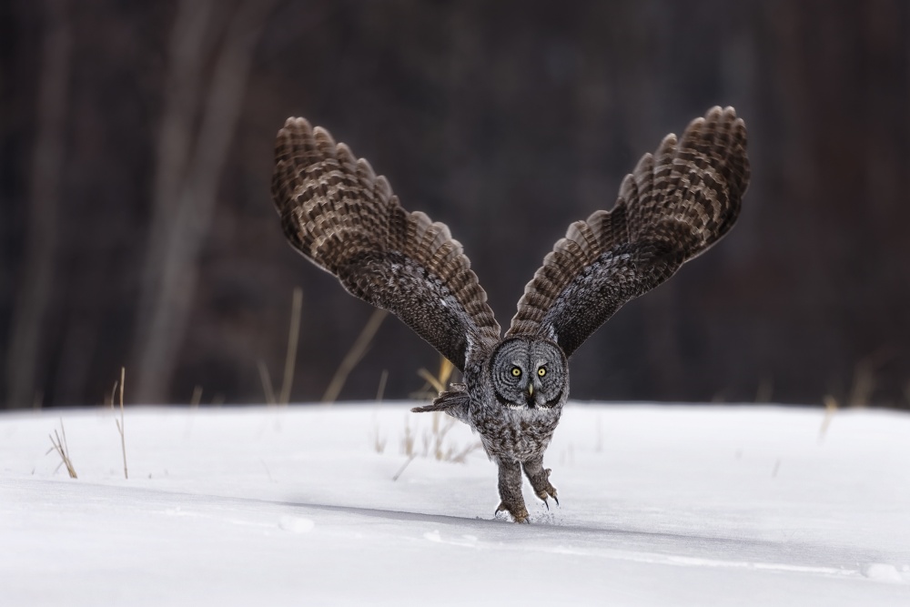 Running Take off von Peter Stahl