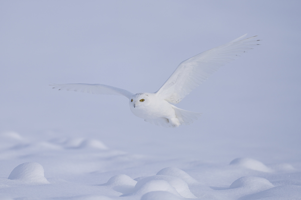 Silent Glider von Peter Stahl