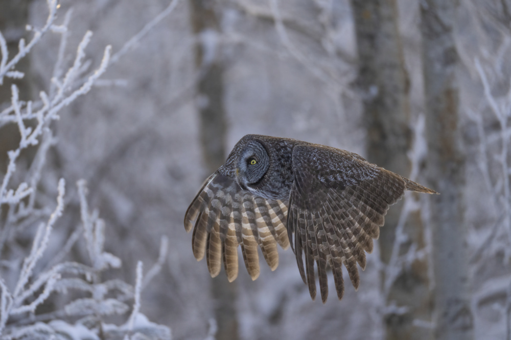 Magical moment von Peter Stahl