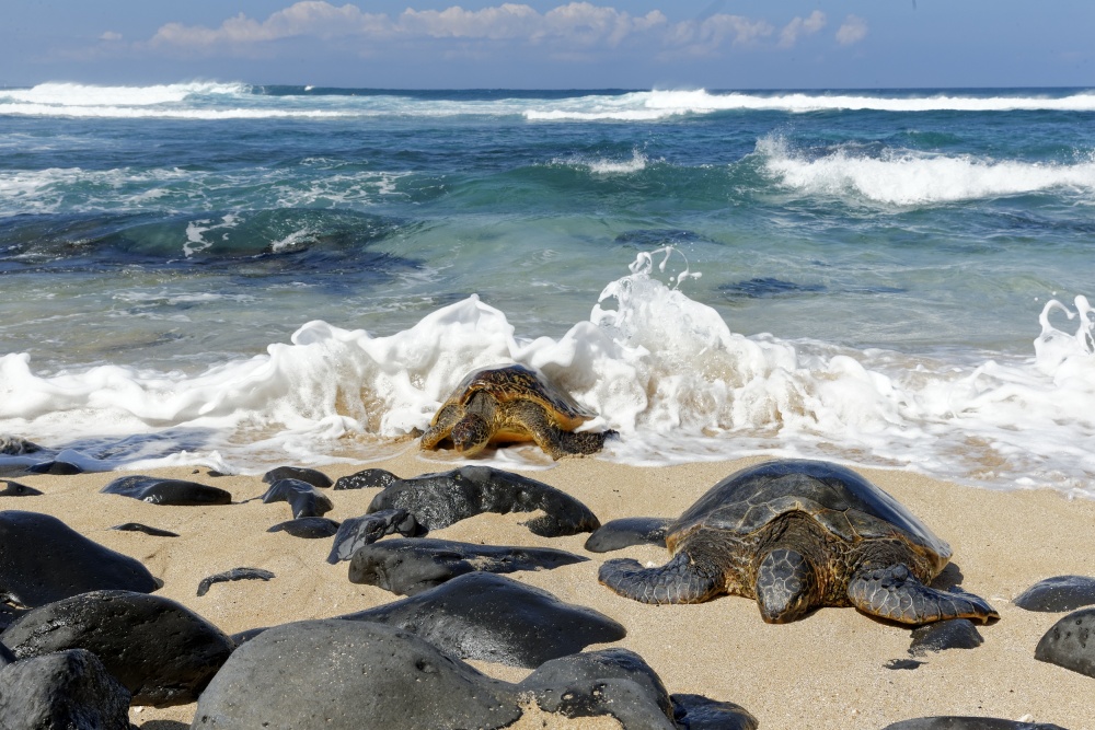 Turtle Race von Peter Stahl