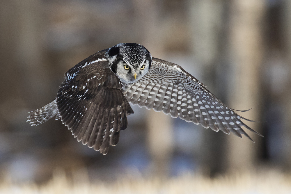 Northern Hawk Owl Hunting, von Peter Stahl