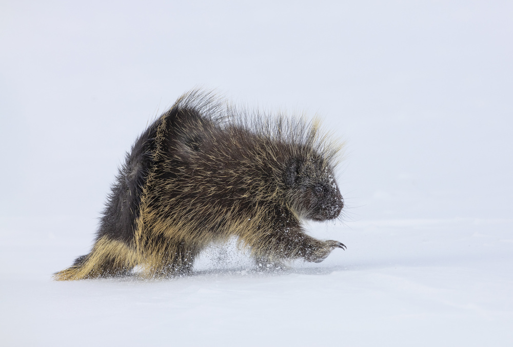 Porcupine in a winter Storm von Peter Stahl