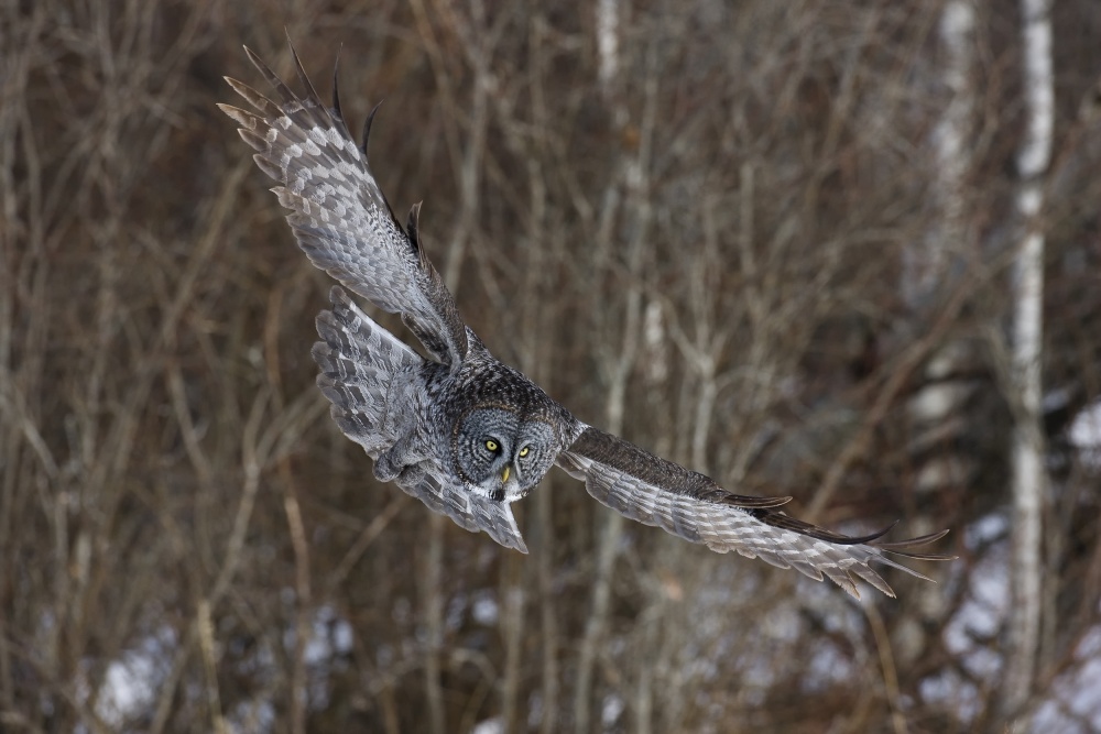 Great Grey von Peter Stahl