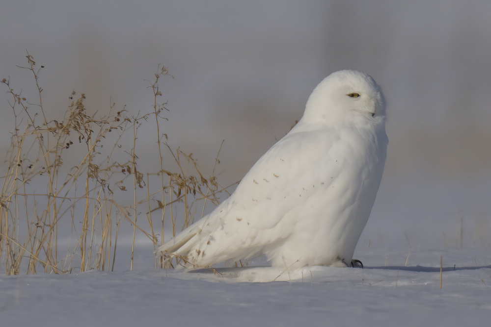 White  Ghost von Peter Stahl