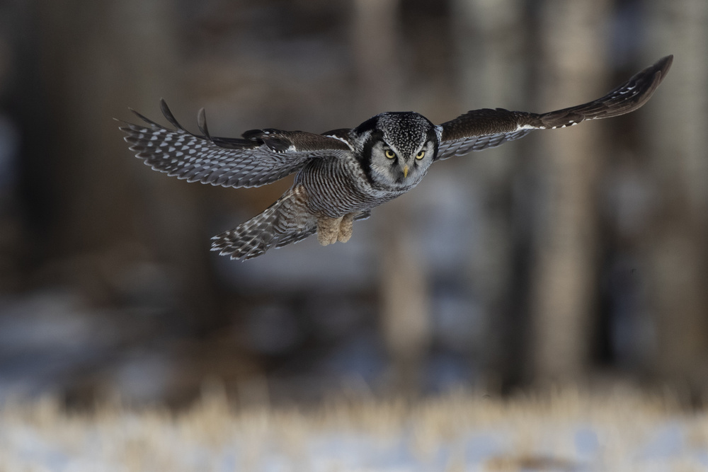 Vole Hunter von Peter Stahl