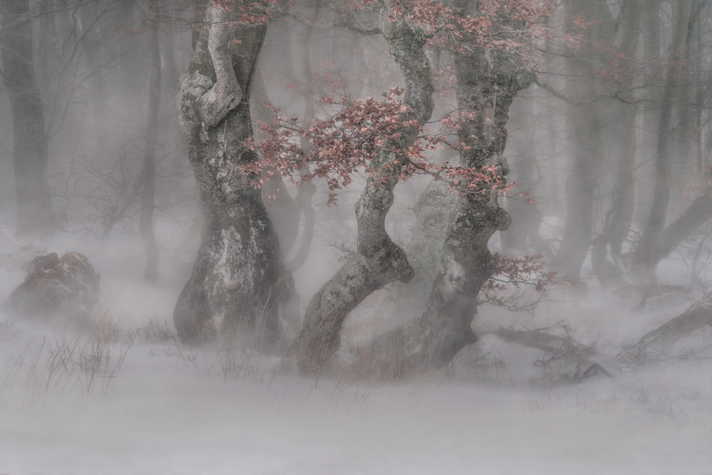 Trees in  the blizzard von Peter Svoboda MQEP