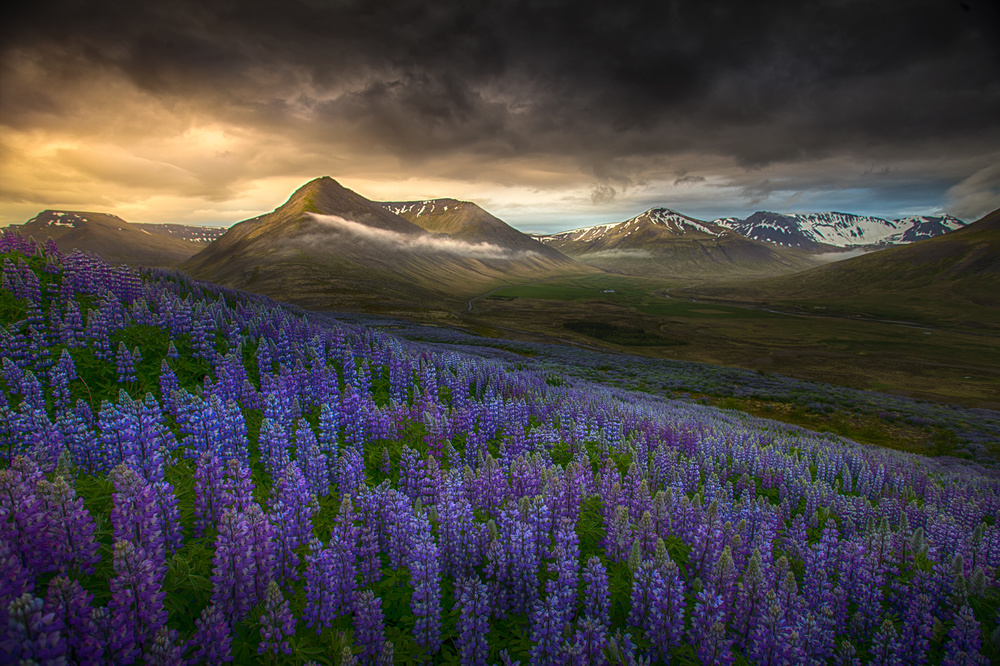 Blue meadows von Peter Svoboda MQEP