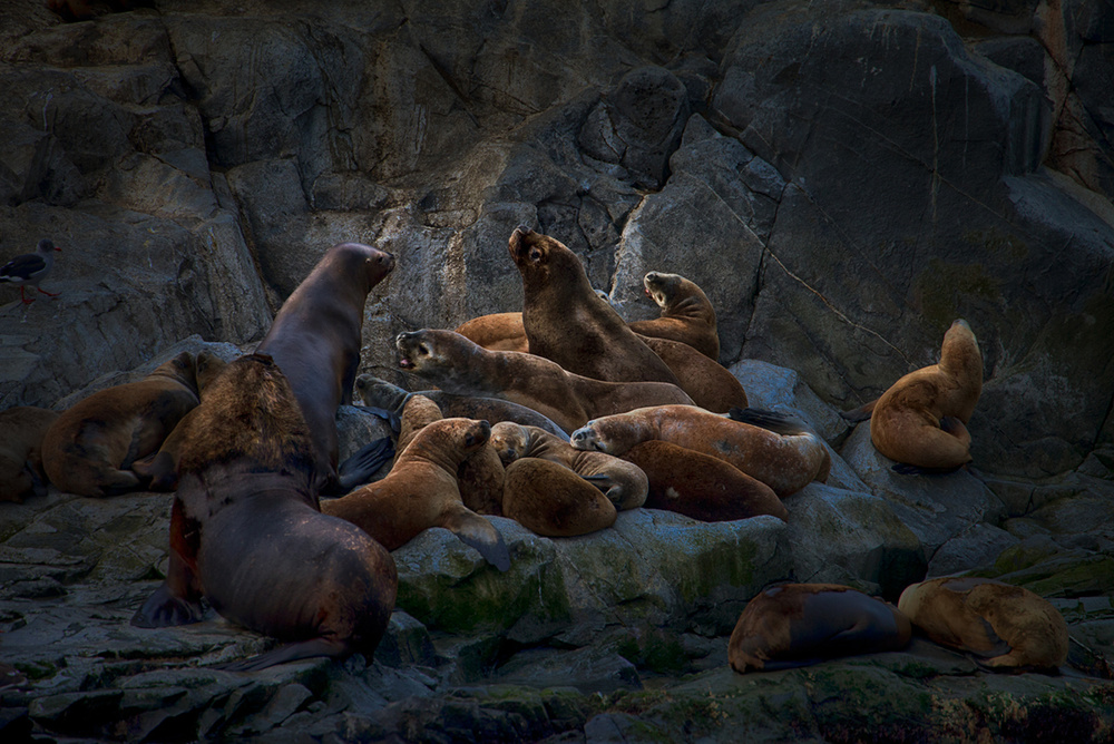 Family talk von Peter Svoboda MQEP