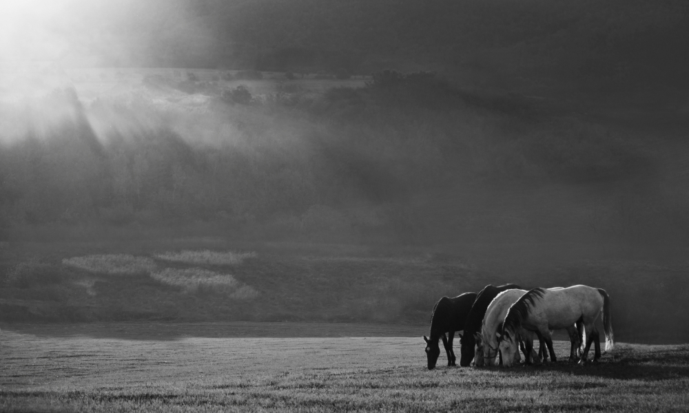 Early grazing von Peter Svoboda MQEP