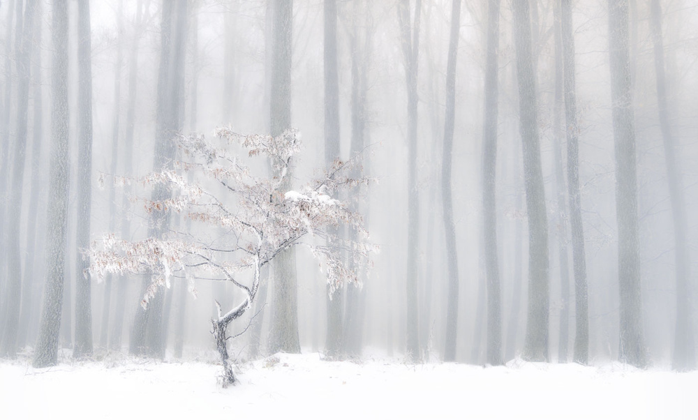 In front of the misty curtain von Peter Svoboda MQEP