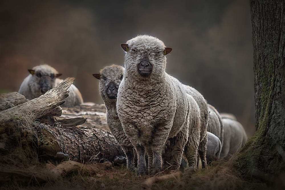 Sheeps von Peter Wagner