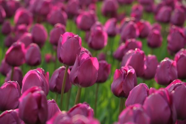 Tulpenbeet von Peter Wienerroither