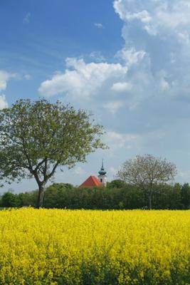 Kirche, blühendes Rapsfeld von Peter Wienerroither