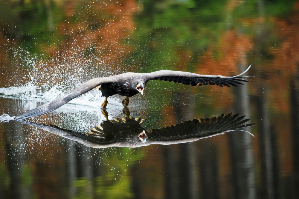 Landing Eagle von Petr Kovar