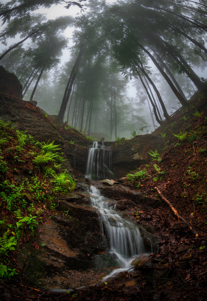 Trees bend over the waterfall von Petr Pazdírek