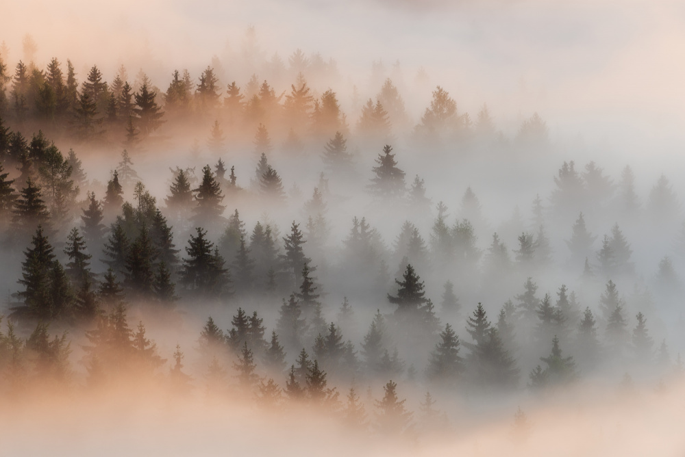 Misty forrest von Petr Poppl