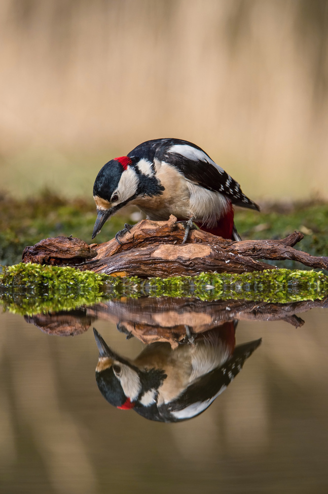 The Great Spotted Woodpecker, Dendrocopos major von Petr Simon