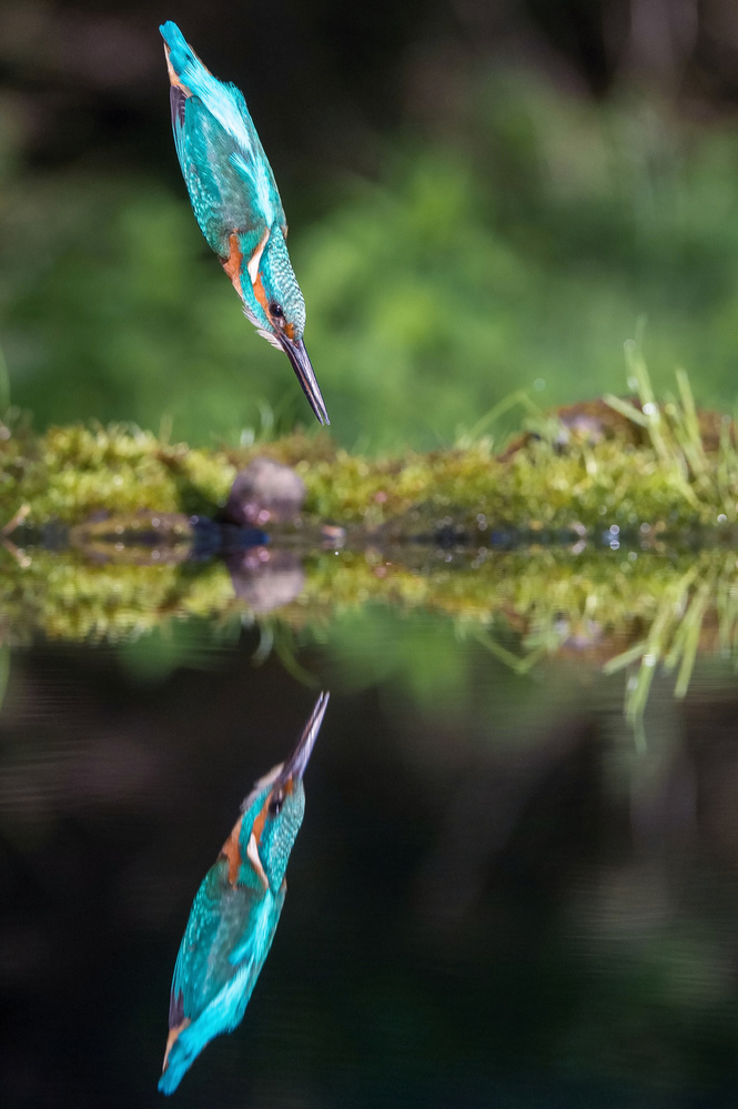 The Common Kingfisher, alcedo atthis von Petr Simon