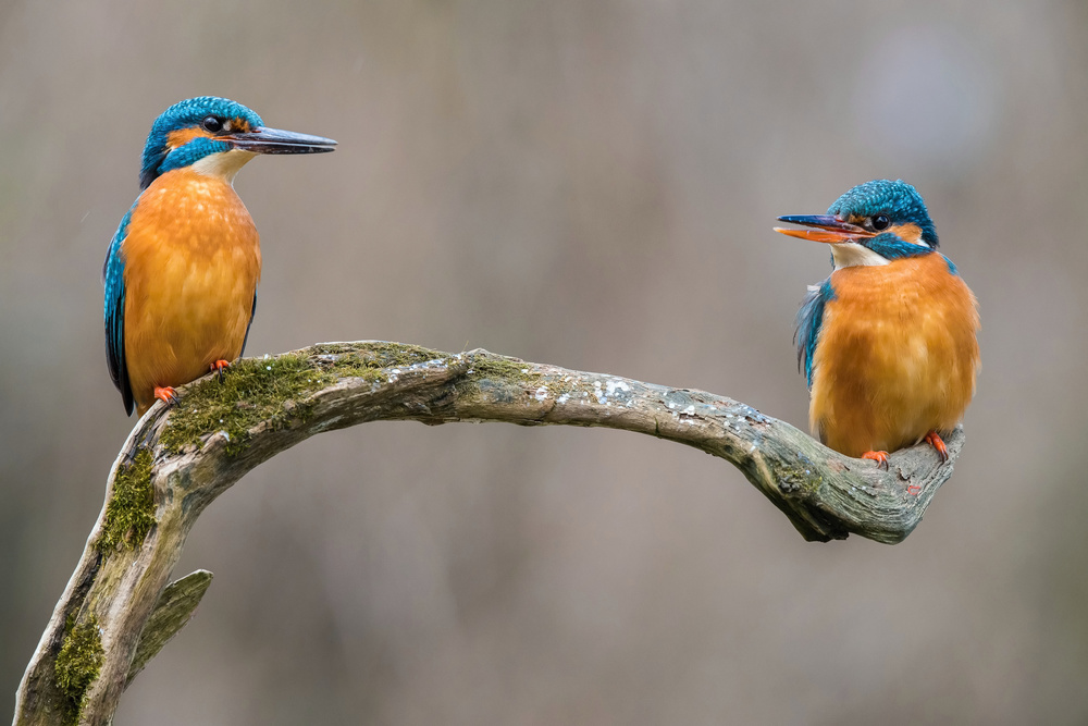 The Common Kingfisher, alcedo atthis von Petr Simon