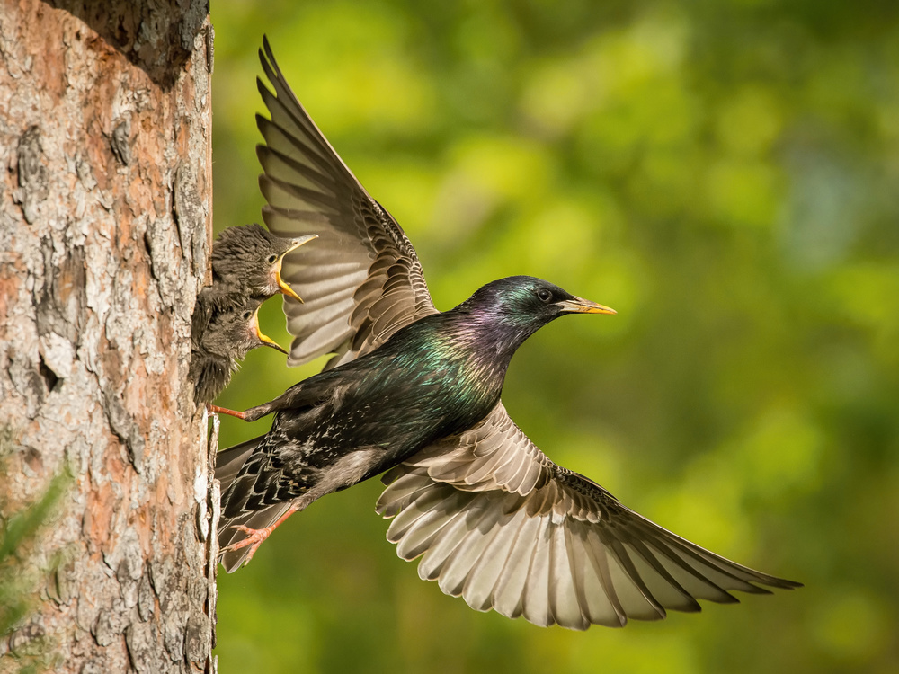 The Common Starling, Sturnus vulgaris von Petr Simon