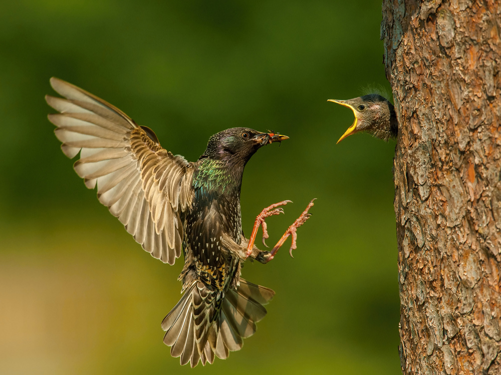 The Common Starling, Sturnus vulgaris von Petr Simon