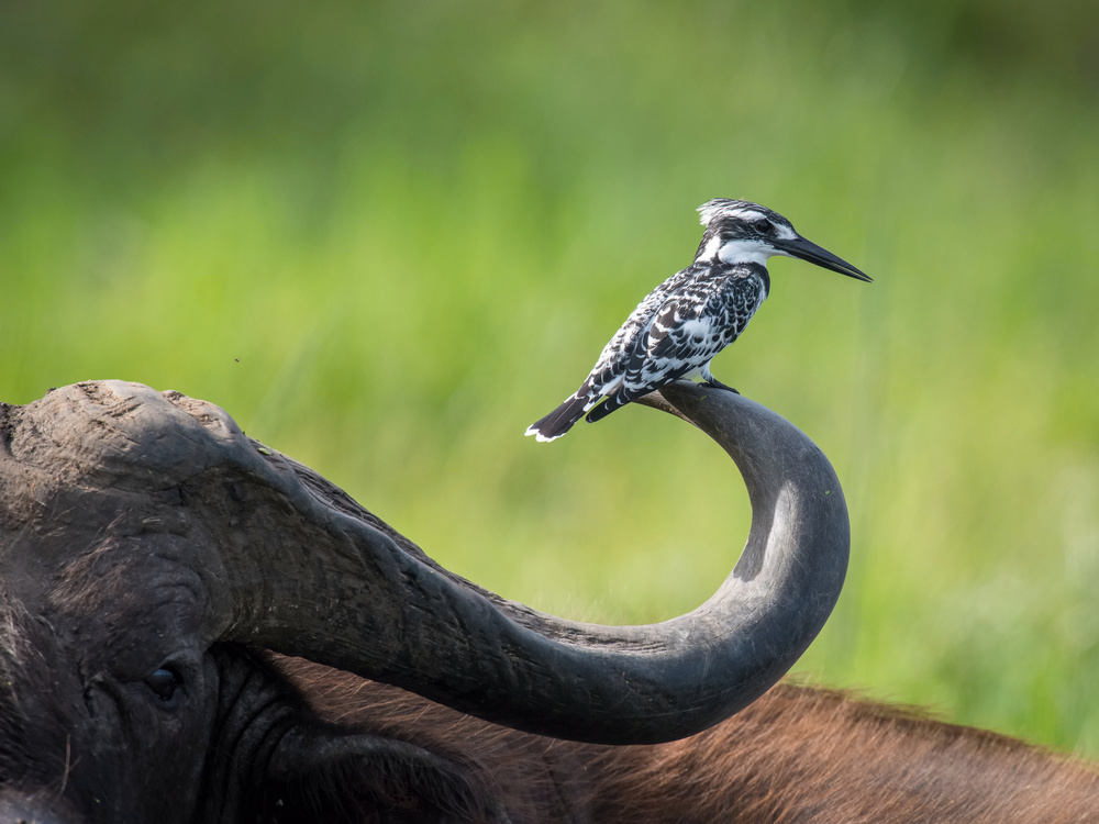 The Pied Kingfisher, Ceryle rudis von Petr Simon