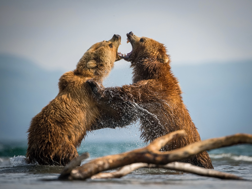 The Kamchatka brown bear, Ursus arctos von Petr Simon