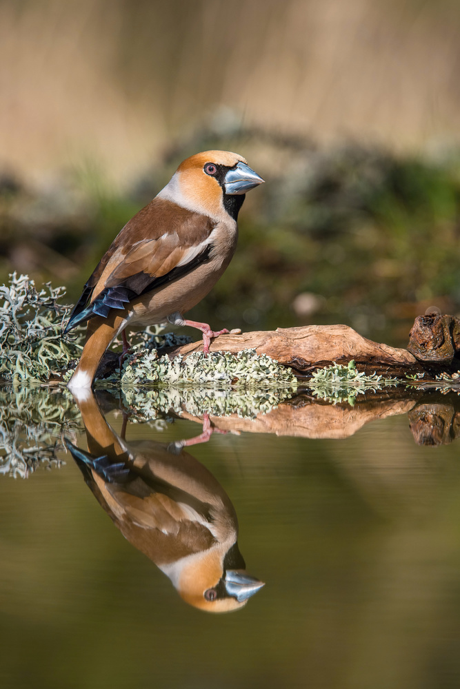 The Hawfinch, Coccothraustes coccothraustes von Petr Simon