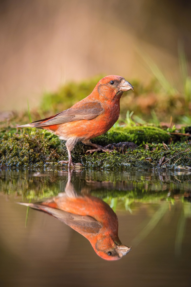 The Red Crossbill, Loxia curvirostra von Petr Simon