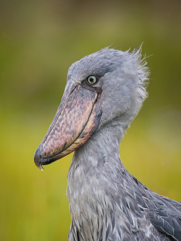 The Shoebill, Balaeniceps rex or Shoe-Billed Stork von Petr Simon