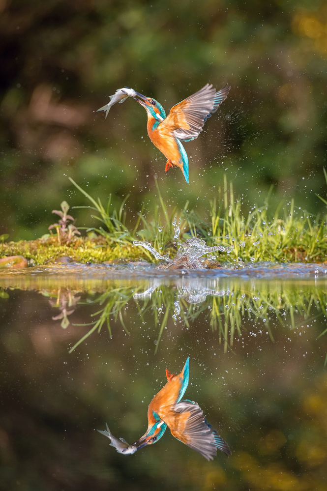 The diving Common Kingfisher, alcedo atthis von Petr Simon