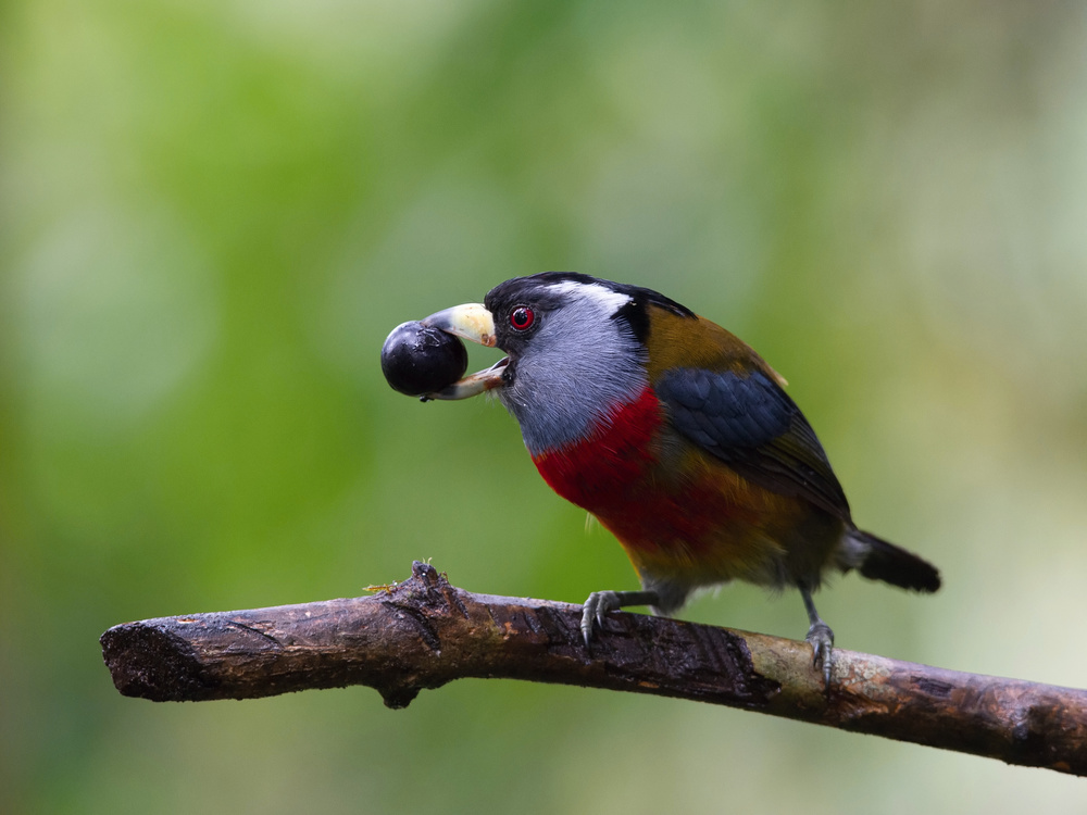 The Toucan Barbet, Semnornis ramphastinus von Petr Simon