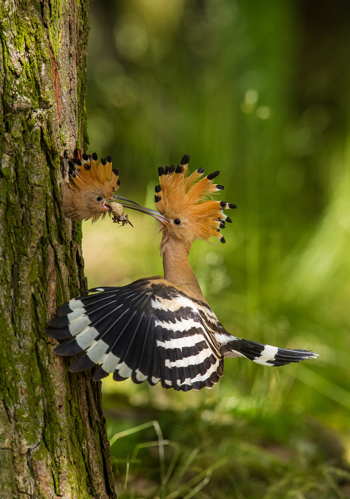 The hoopoe is feeding its chick. Still is flying and putting some insect in its beak. Typical forest von Petr Simon