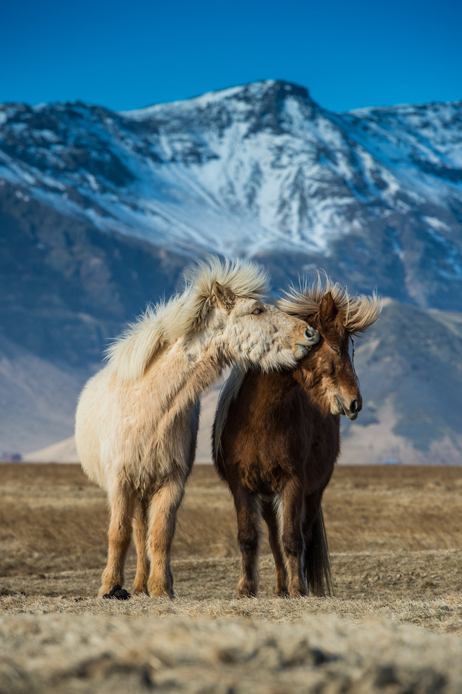 The beautiful horses during courtships von Petr Simon