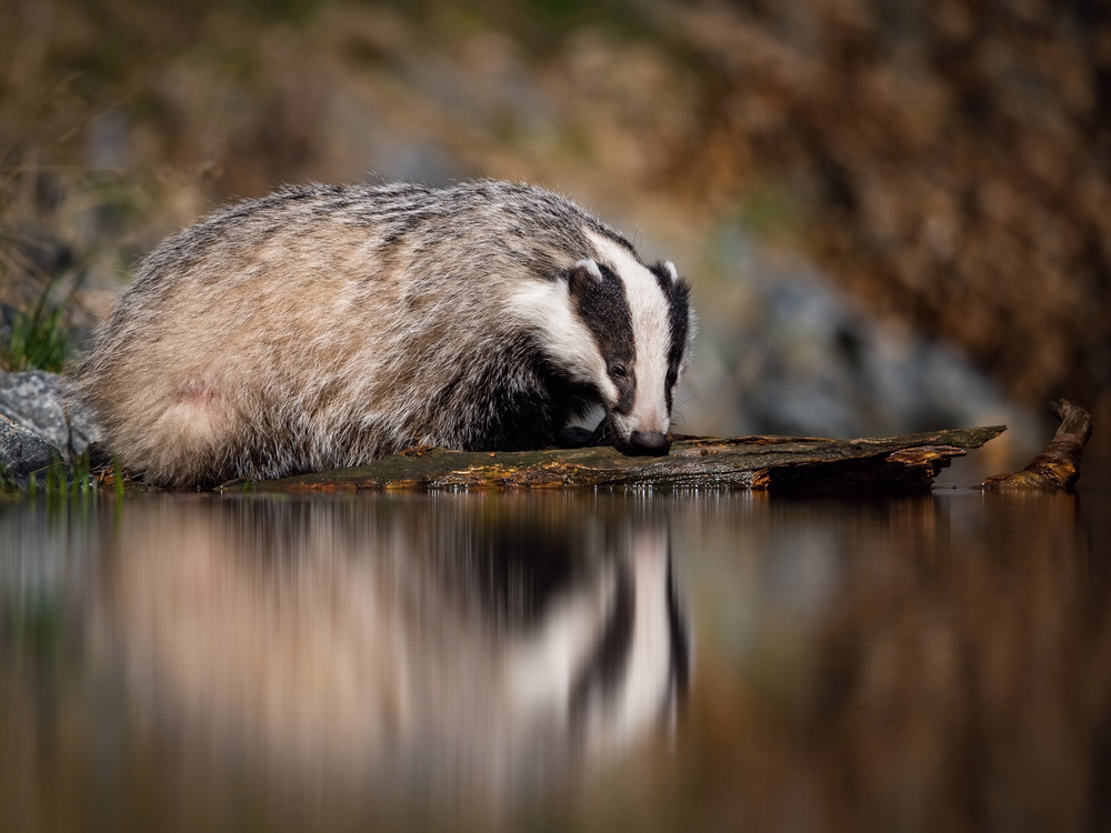 European badger, Meles meles von Petr Simon