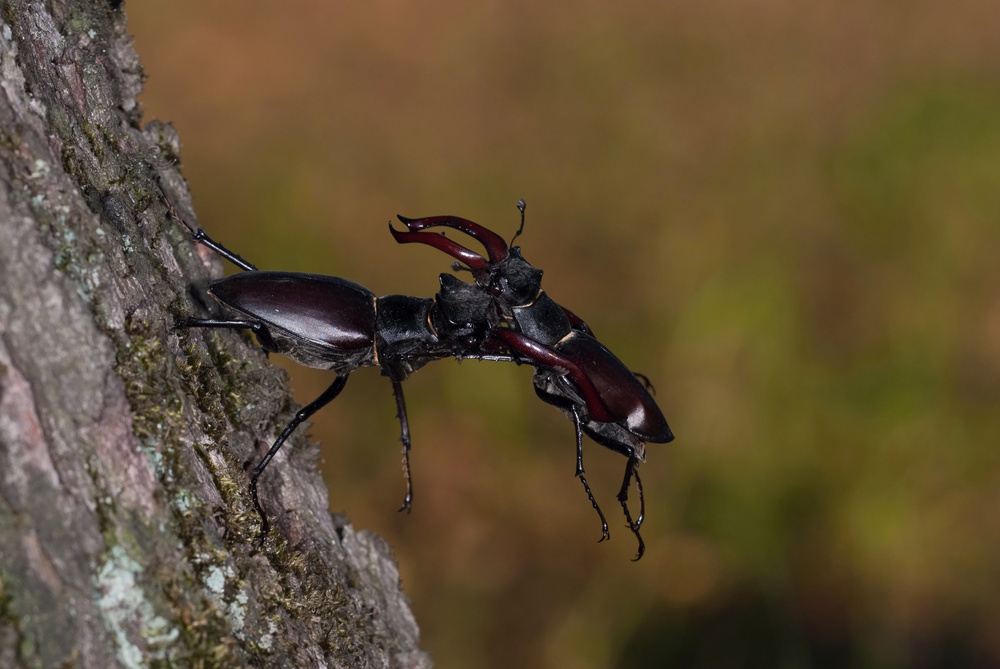 Stag beetles, Lucanus cervus von Petr Simon