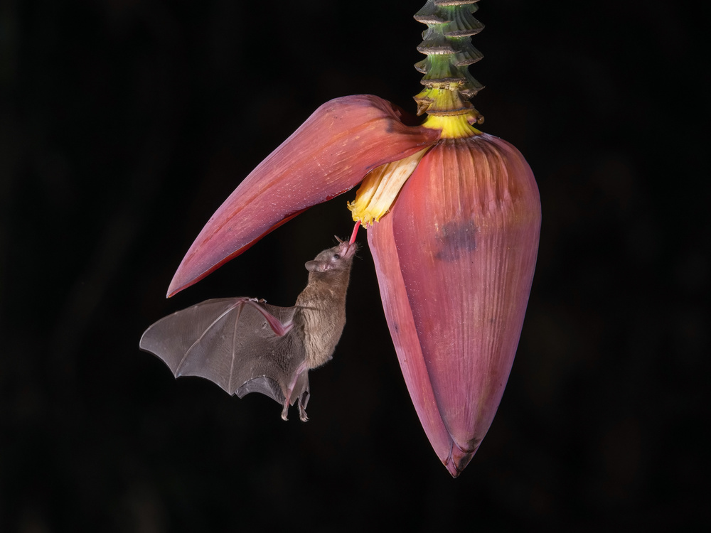 Lonchophylla robusta, Orange nectar bat von Petr Simon